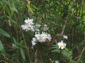 Dendrobium infundibulum