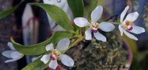 Sarcochilus falcatus