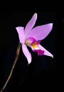 Laelia anceps