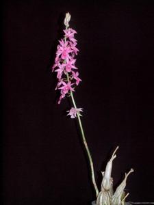 Calanthe rosea