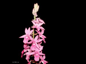 Calanthe rosea