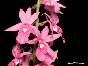 Calanthe rosea