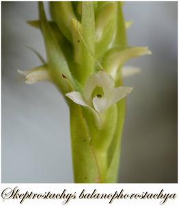 Skeptrostachys balanophorostachya