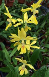 Calanthe striata