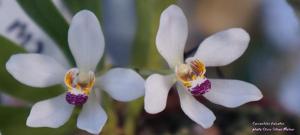 Sarcochilus falcatus