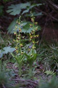 Calanthe tricarinata