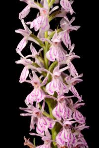 Dactylorhiza maculata