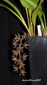 Cymbidium devonianum