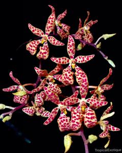 Renanthera monachica