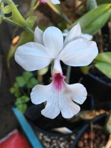 Calanthe vestita