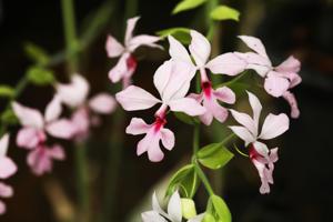 Calanthe vestita