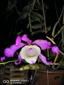 Dendrobium tortile