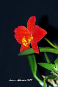 Cattleya coccinea