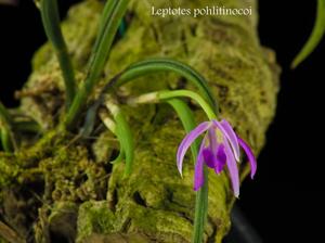 Leptotes pohlitinocoi