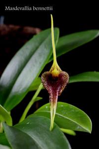 Masdevallia bennettii