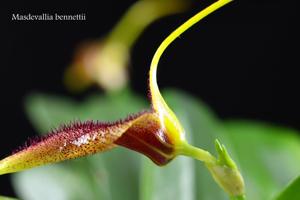 Masdevallia bennettii