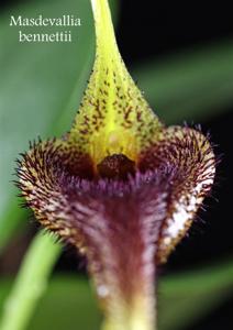 Masdevallia bennettii