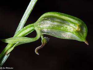 Pterostylis tunstallii