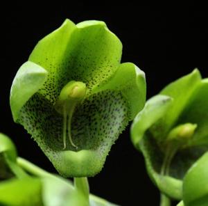 Catasetum socco