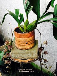 Grammatophyllum stapeliiflorum