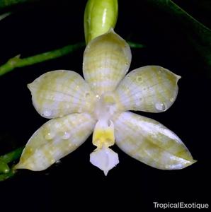 Phalaenopsis hieroglyphica