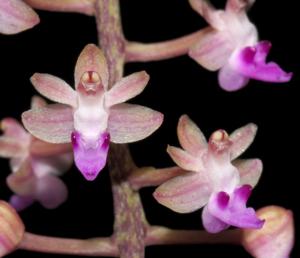 Cleisostoma arietinum