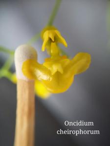 Oncidium cheirophorum