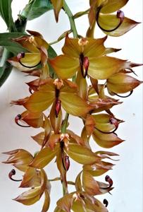 Cycnoches cooperi