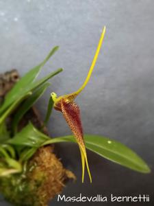 Masdevallia bennettii