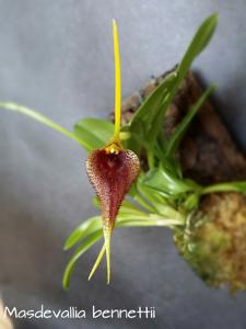 Masdevallia bennettii