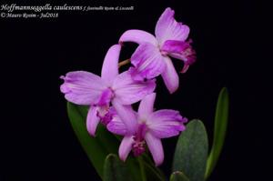 Cattleya caulescens