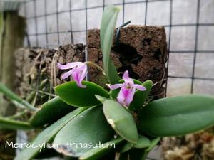 Meiracyllium trinasutum