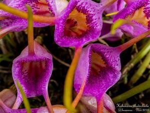 Masdevallia glandulosa