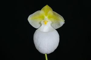 Paphiopedilum micranthum