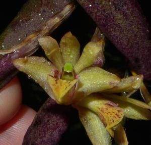 Dendrobium rigidum