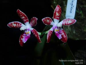 Phalaenopsis corningiana