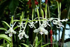 Dendrobium antennatum