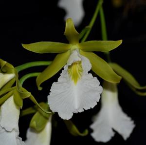 Prosthechea mariae