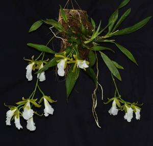 Prosthechea mariae