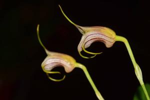 Masdevallia lineolata