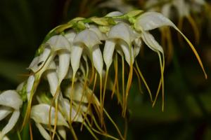 Masdevallia polysticta