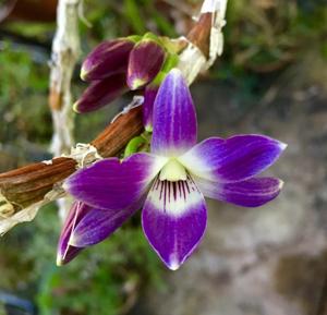 Dendrobium victoriae-reginae