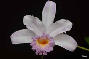 Sobralia violacea