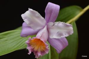 Sobralia violacea