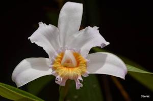 Sobralia violacea