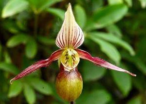 Paphiopedilum canhii