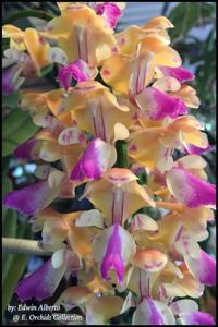 Aerides houlletiana