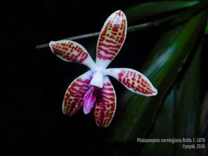 Phalaenopsis corningiana