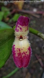 Restrepiella ophiocephala