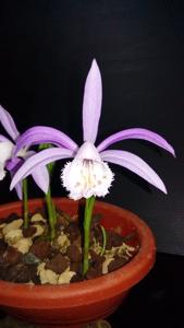 Pleione formosana